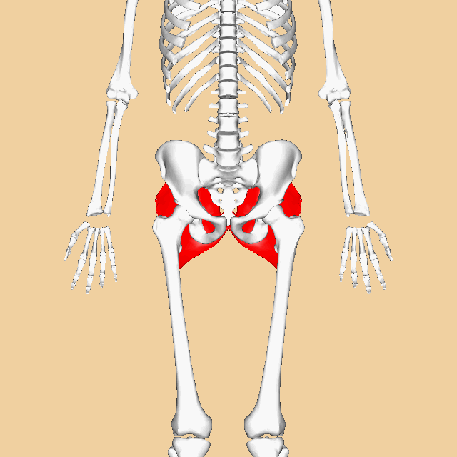 <p>Butt; </p><p>largest glute </p><p> 'Maximus = massive'</p>