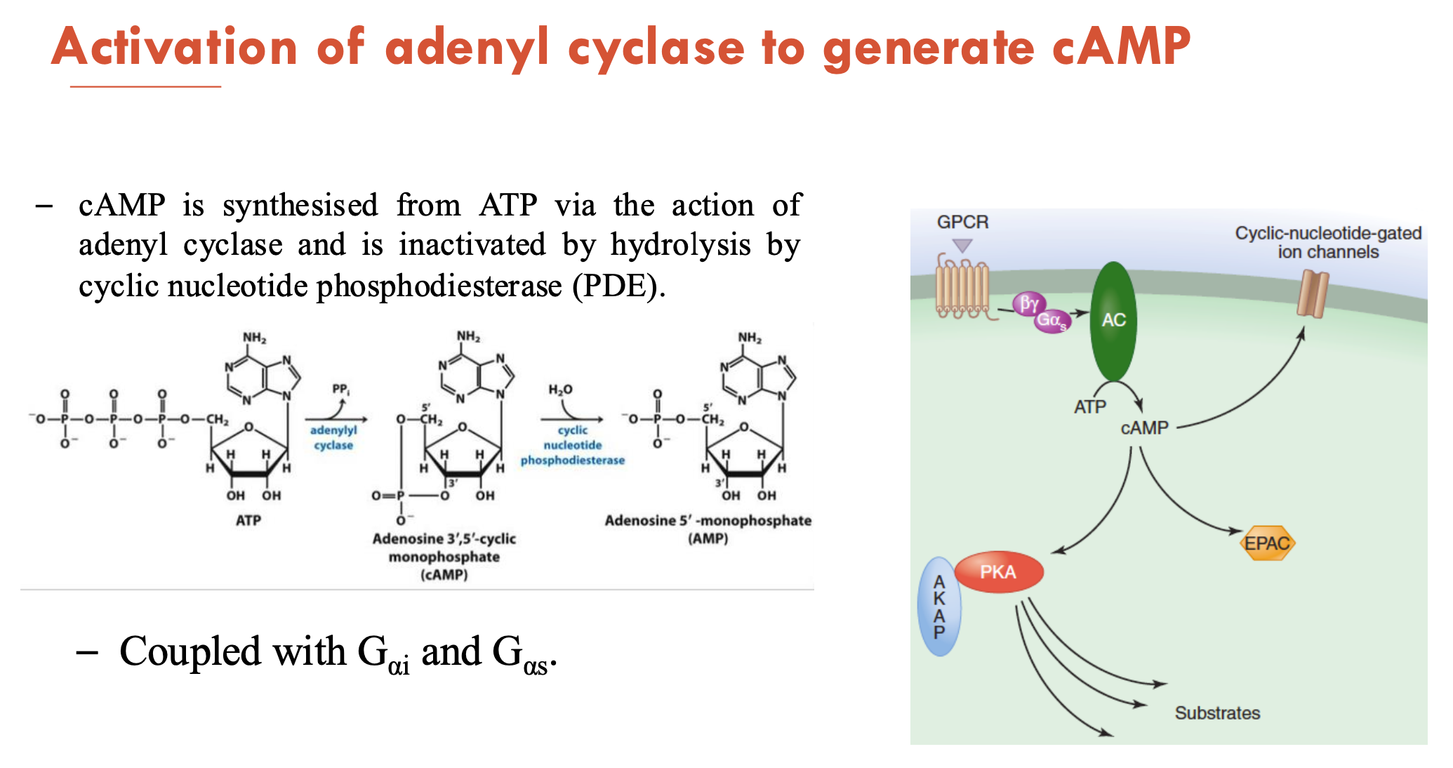 <p>cAMP is synthesised from ATP (via action of adenyl cyclase) and is inactivated by hydrolysis (by cyclic nucleotide phosphodiesterase (PDE))</p><ul><li><p>coupled with G<sub>αi</sub> and G<sub>αs</sub></p></li></ul><p></p>