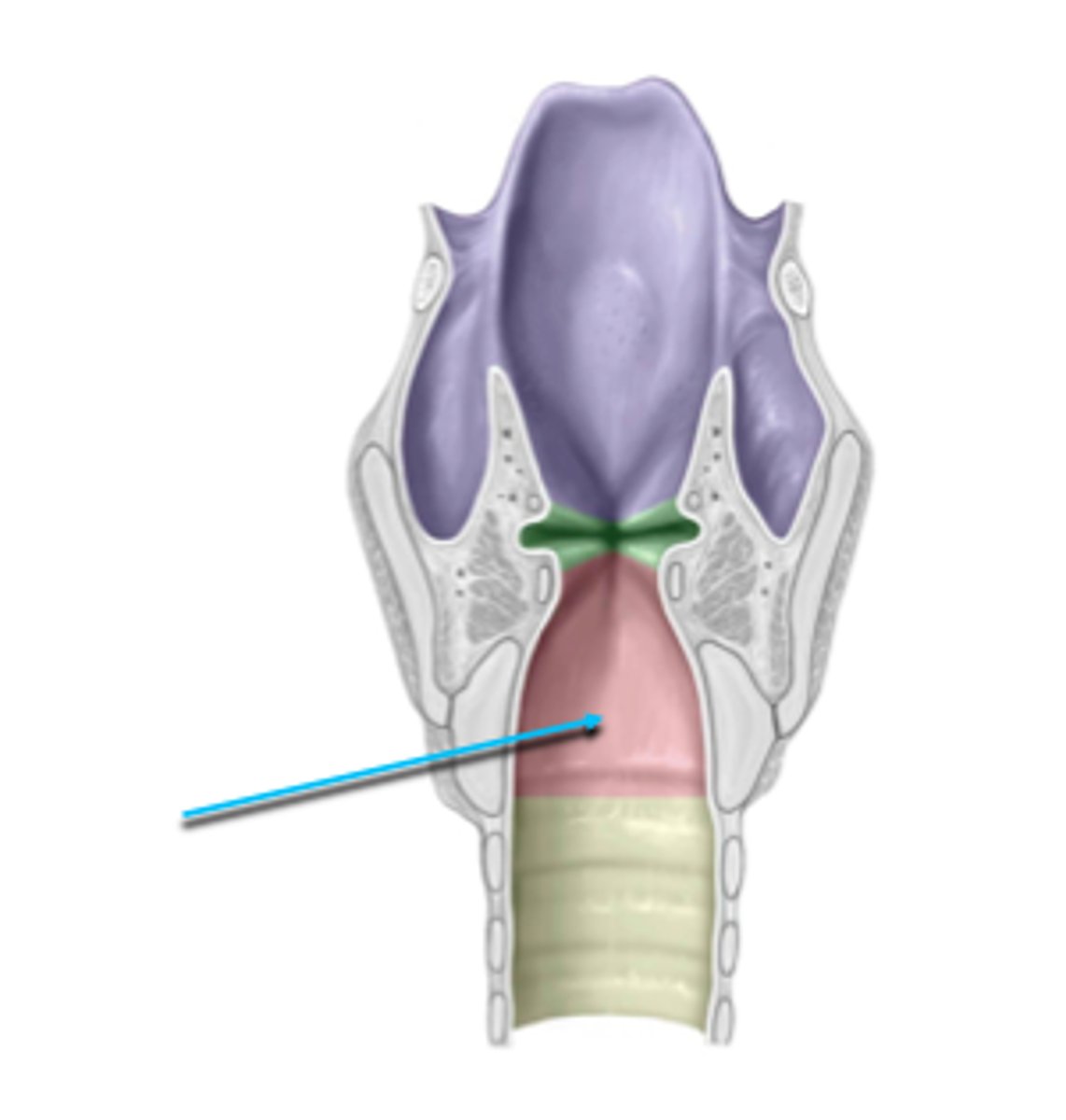 <p>area inferior to the vocal folds</p>