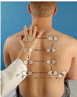 <ul><li><p>use ball of hand, have patient say 99</p></li><li><p>avoid scapula; vibrations should be symmetrical</p></li><li><p>decreased fremitus= emphysema </p></li></ul><p></p>