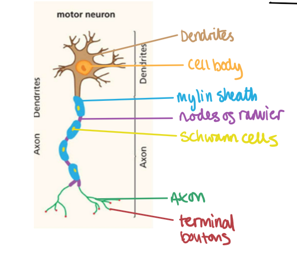 knowt flashcard image