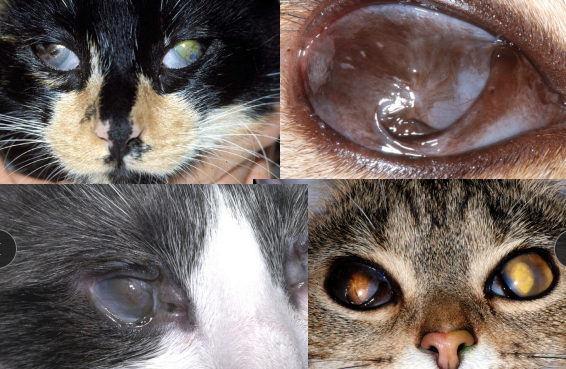 <ul><li><p><span style="background-color: transparent;"><strong><span>Et + Sig: 3 stages</span></strong></span></p><ul><li><p><span style="background-color: transparent;"><strong><span>Ophthalmia neonatorum:</span></strong><span> kittens <4 weeks</span></span></p><ul><li><p>Symblepharon – fuses in utero </p></li></ul></li><li><p><span style="background-color: transparent;"><strong><span>Adolescent cats: </span></strong><span>ocular + respiratory </span></span></p></li><li><p><span style="background-color: transparent;"><strong><span>Adult cats:</span></strong><span> ocular only</span></span></p></li></ul></li></ul><ul><li><p><span style="background-color: transparent;"><strong><span>Cs: </span><u><span>Dendritic(classic)</span></u></strong><span> or punctate </span><u><span>superficial ulcers, conjunctivitis,</span></u><span> keratitis</span></span></p></li></ul><ul><li><p><span style="background-color: transparent;"><strong><span>Dt: History, </span></strong><span>based on response to therapy + Cs</span></span></p><ul><li><p><span style="background-color: transparent;"><span>PCR unreliable and expensive</span></span></p></li></ul></li></ul><ul><li><p><span style="background-color: transparent;"><strong><span>Tx:</span></strong><span> </span></span><span style="background-color: transparent; color: red;"><span>Cidofovir(eye drops), Famciclovir (do not compound),l-lysine</span></span></p><ul><li><p><span style="background-color: transparent;"><span>Do not taper dose</span></span></p></li><li><p><span style="background-color: transparent;"><span>± Topical mucinomimetic (tear mucus supplement)</span></span></p></li><li><p><span style="background-color: transparent;"><u><span>Recurrent flare ups w/ stress</span></u></span></p></li></ul></li></ul><p></p>