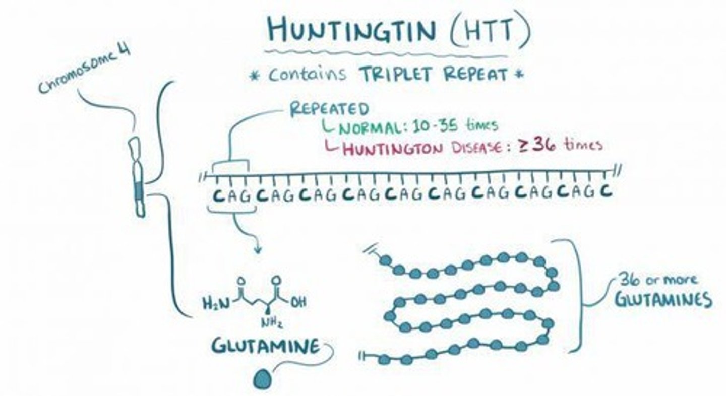 <p>Trinucleotide expansions are mutations where a sequence of three nucleotides is repeated multiple times, associated with diseases like Huntington's disease and Fragile X syndrome.</p>