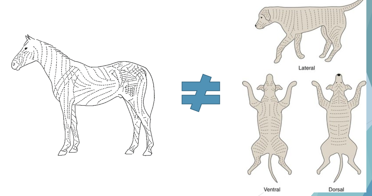 <p>LA and SA langer’s lines are:</p>