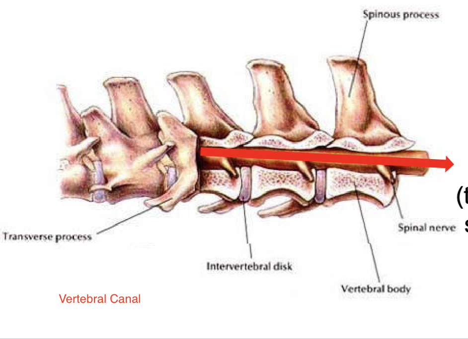 <p>Vertebral canal</p>