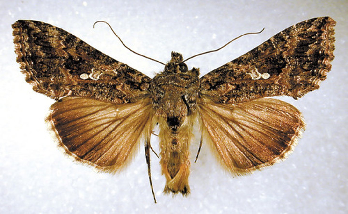 <p>Moth Family</p>