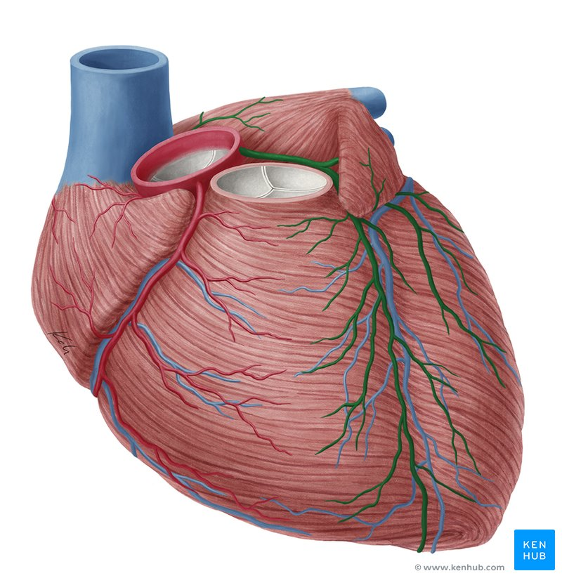 <p>Blood vessels that supply blood to the heart muscle from aorta.</p>