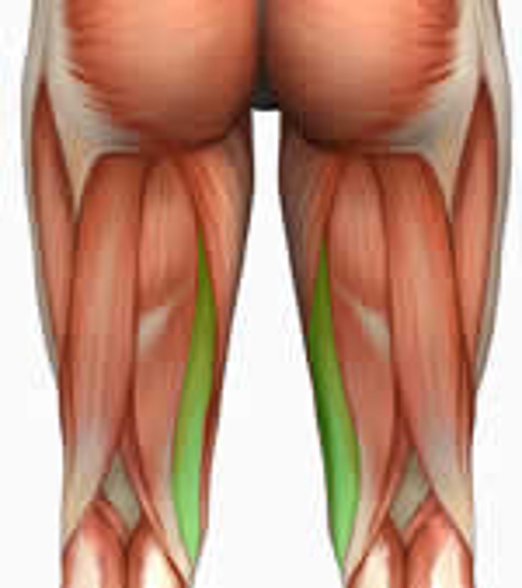 <p>Extends thigh; flexes and medially rotates leg</p>