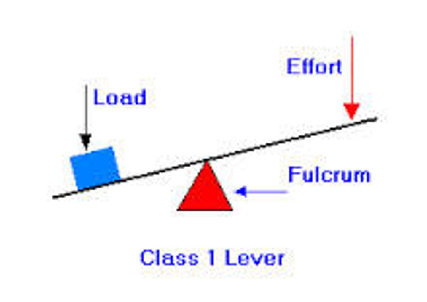 <p>the fulcrum is in between the effort (force) and the load (resistance)</p>