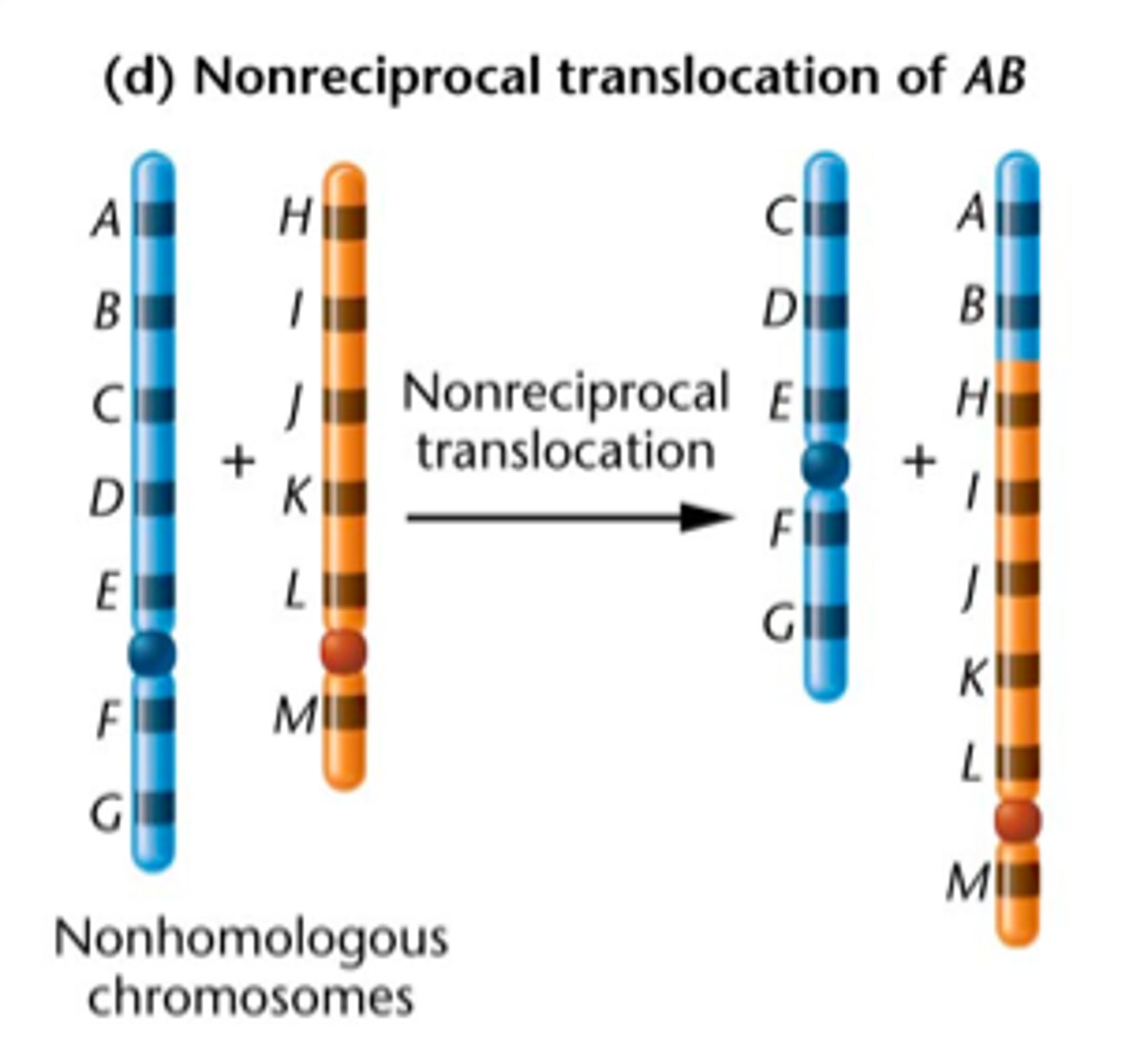 <p>The process in which a segment of a chromosome breaks off and attaches to another chromosome.</p>