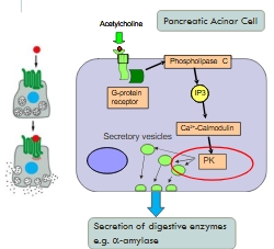 <p>GPCR</p>