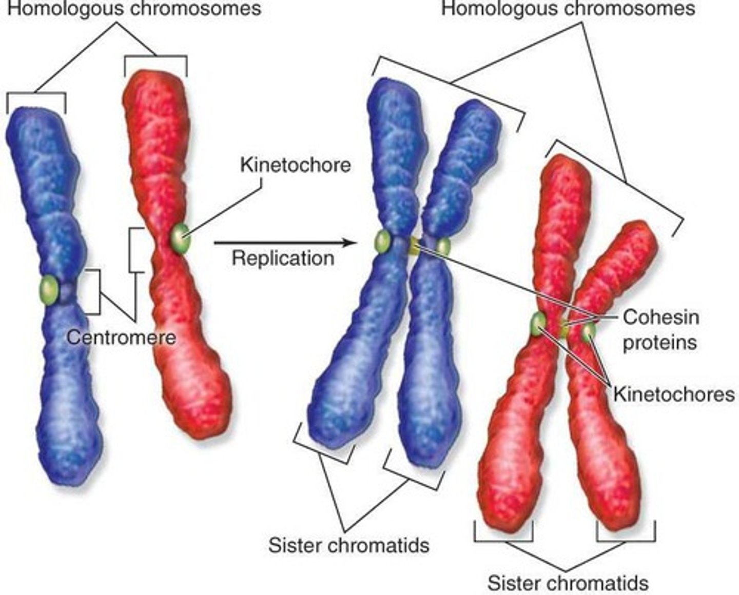 <p>Identical copies of a chromosome connected at centromere.</p>