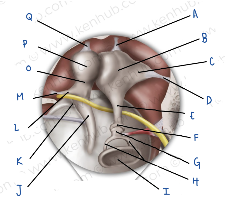 <p>Name the middle ear structure labeled A</p>