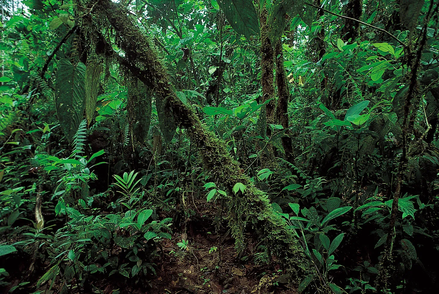 <p><span>hot, humid, and flourishing dense forest with lots of rainfall</span></p>