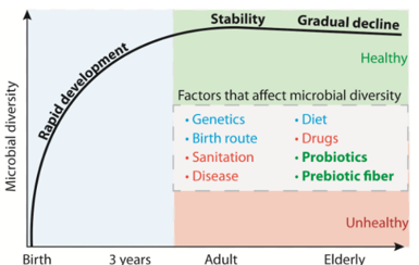 <p>baby: fetus is sterile. becomes inoculated with vaginal and skin microbes at birth - diversity increases through interacting with the environment</p><p>adult: microbiota has fully diversified (100 spp.) and stabilized</p><p>elderly: microbiota stability and diversity decreases</p>