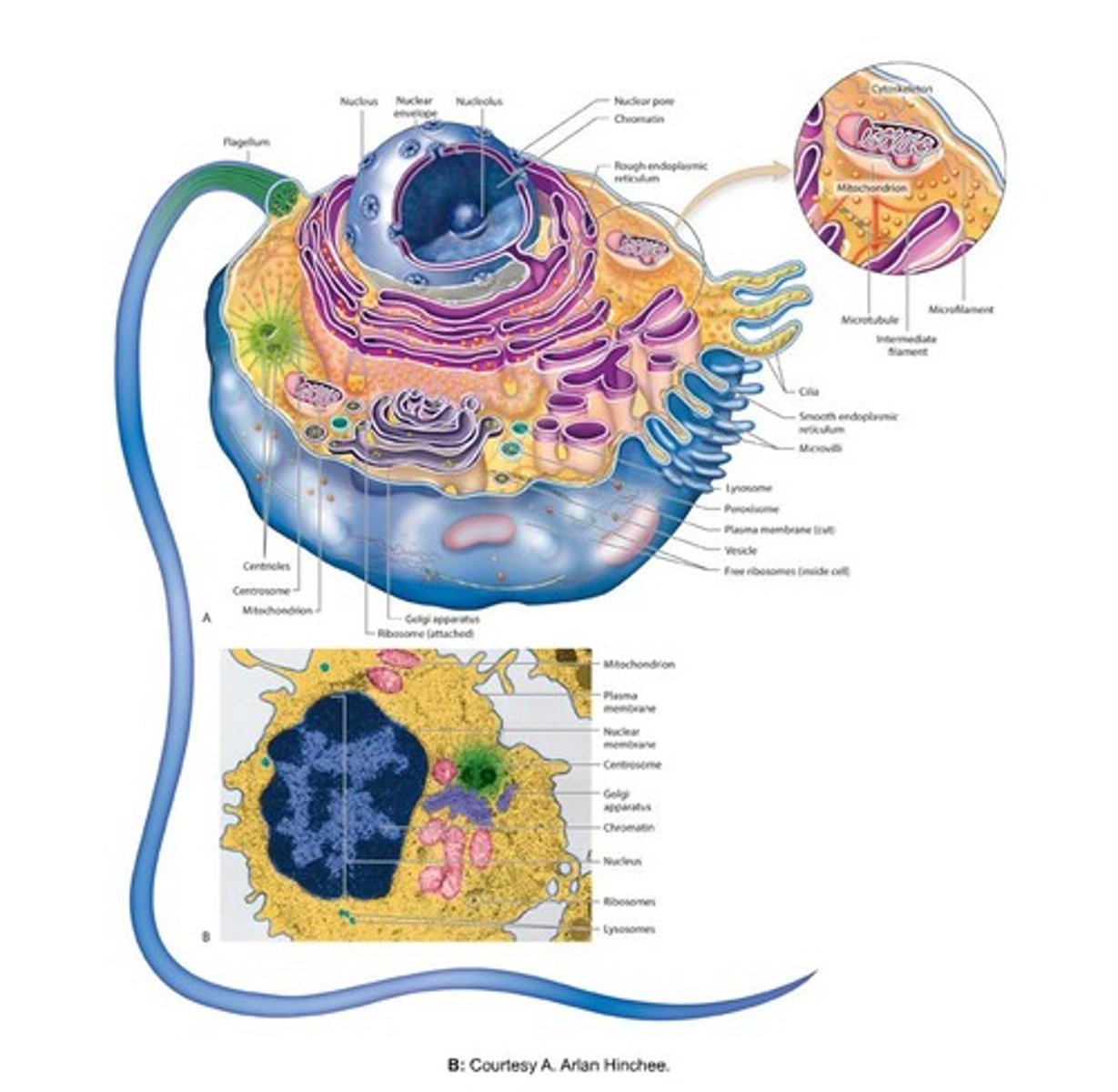 <p>It coagulates to stick to the vaginal wall and then liquefies after 15-20 minutes due to fibrinolysin.</p>