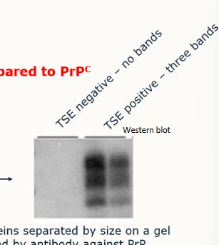 <ul><li><p>rely on protease resistance of PrPSc compared to PrPC</p><ul><li><p>sample is taken from obex and homognenised in buffer solution</p></li><li><p>sample is digested with protease</p></li><li><p>separated by size on a gel (proteins present), bound by an antibody against PrP</p></li></ul></li></ul><p></p>