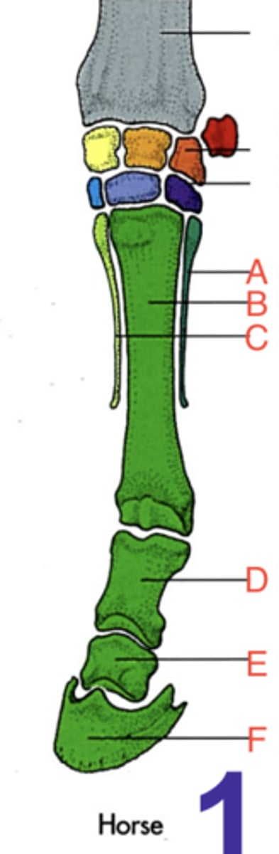<p>What structure is labeled as D?</p>