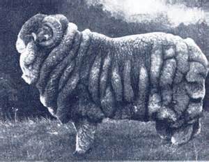 <p>Merino (Delaine) photos</p>