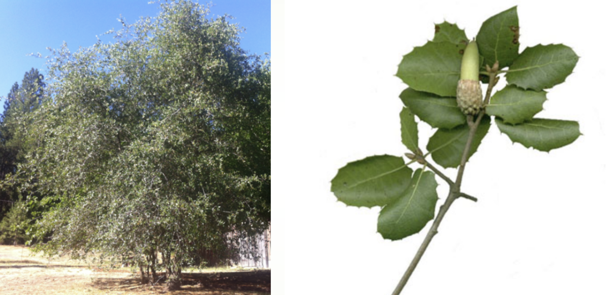 <p>interior live oak family</p>