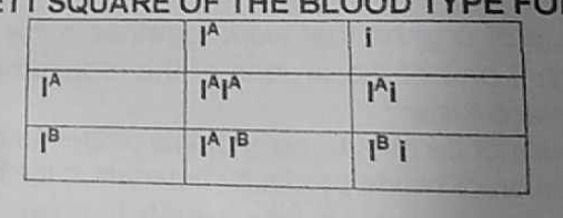 <p>(20) What is the probability of having children with blood type AB?</p>