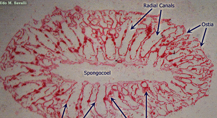 <p>Which phylum is this?</p>
