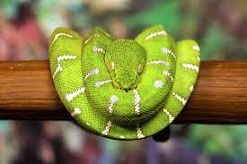 boas (alethinophidia)

\

1. specialized labial infrared sensitive sensors
2. males of many species retain vestiges of a pelvis and femurs in the form of spur-like structures that grab female during mating
3. viviparity is the ancestral condition