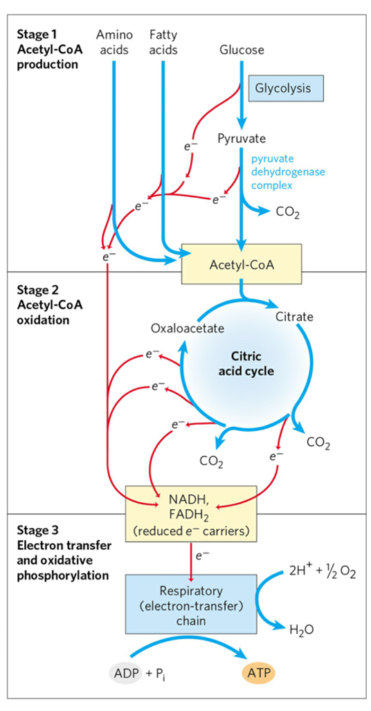 <p>Stage 1: metabolic fuels broken down into smaller units</p><p>Stage 2: acetyl-Co-A is oxidized releasing CO2 and electrons (and a little energy)</p><p>Stage 3: electrons are used to generate proton gradient for energy production</p>