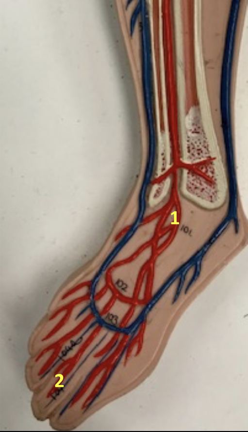 <p>Identify blood vessel 1</p>