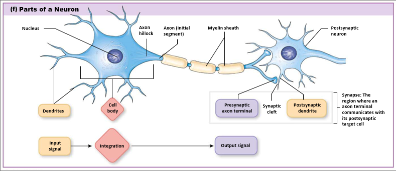 <p>Myelin acts as a support and insulation for axon, made by Schwann cells and oligodendrocytes, made up of concentric layers of phospholipid</p>