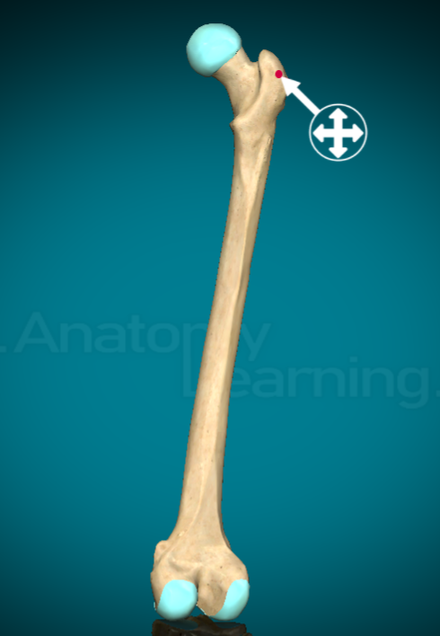 <ul><li><p>FEMUR ONLY</p></li><li><p>massive rough projection near the hip</p></li></ul><p></p>