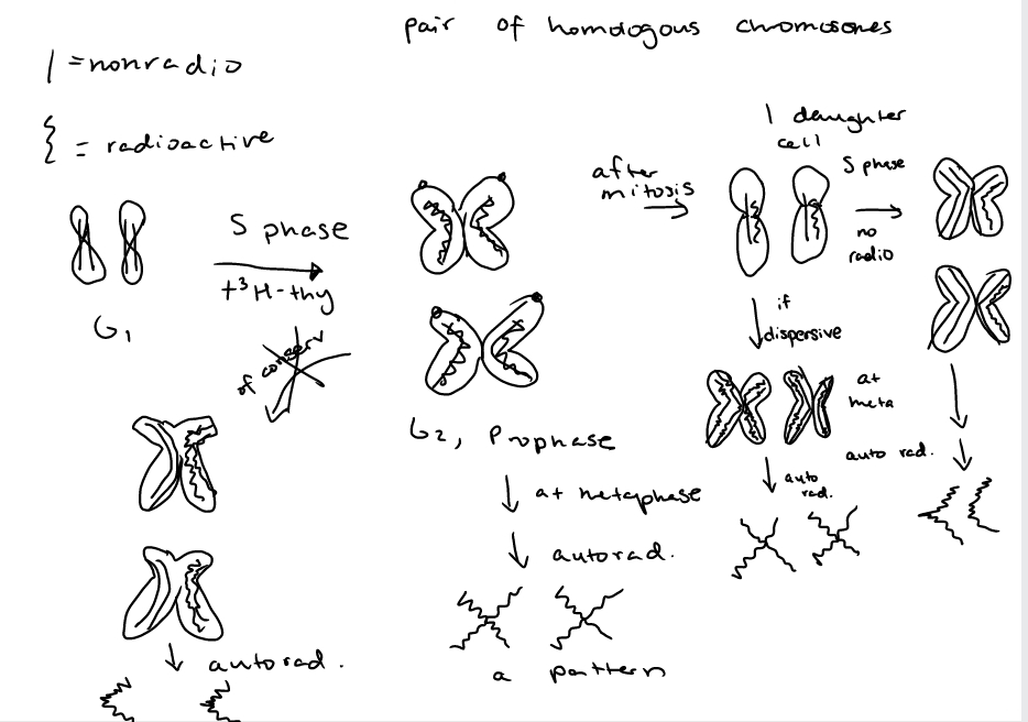 after S phase autoradiography produces 2 crossed patterns which eliminates conservative replication. After mitosis and S phase under no radioactivity conditions, autoradiography produces 2 strands instead of crossed pattern which eliminates dispersive replication 