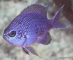 <p>Few to many bright blue spots on scales, eyes always with blue to bright blue crescent, Blue spots may blend to form “V” shape on snout</p>