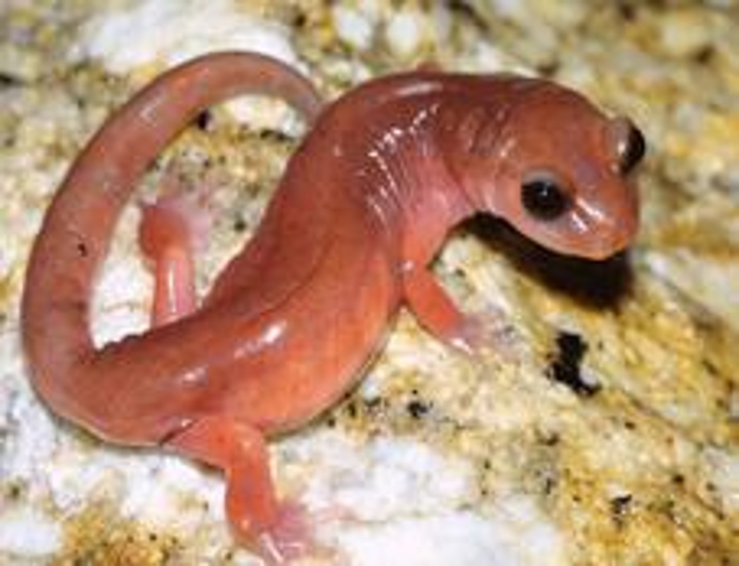 <p>When the genes of different species interact and impair hybrid development.</p>