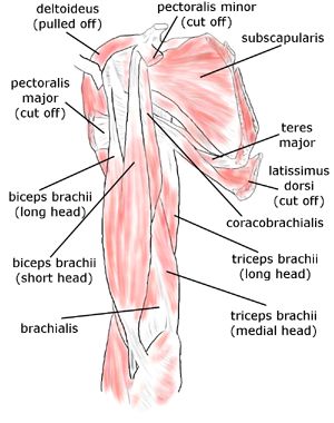 <p><span style="font-family: sans-serif">Pectoralis major</span><span><br></span><span style="font-family: sans-serif">Latissimus dorsi</span><span><br></span><span style="font-family: sans-serif">Deltoid</span><span><br></span><span style="font-family: sans-serif">Rotator cuff: (supraspinatus, infraspinatus, subscapularis, teres major)</span><span><br></span><span style="font-family: sans-serif">Biceps brachii</span><span><br></span><span style="font-family: sans-serif">Triceps brachii</span><span><br></span><span style="font-family: sans-serif">Brachioradialis</span></p>