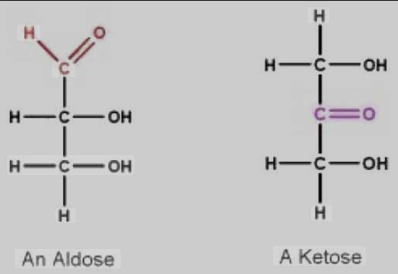 <p>Location of Carbonyl Group Categories</p>