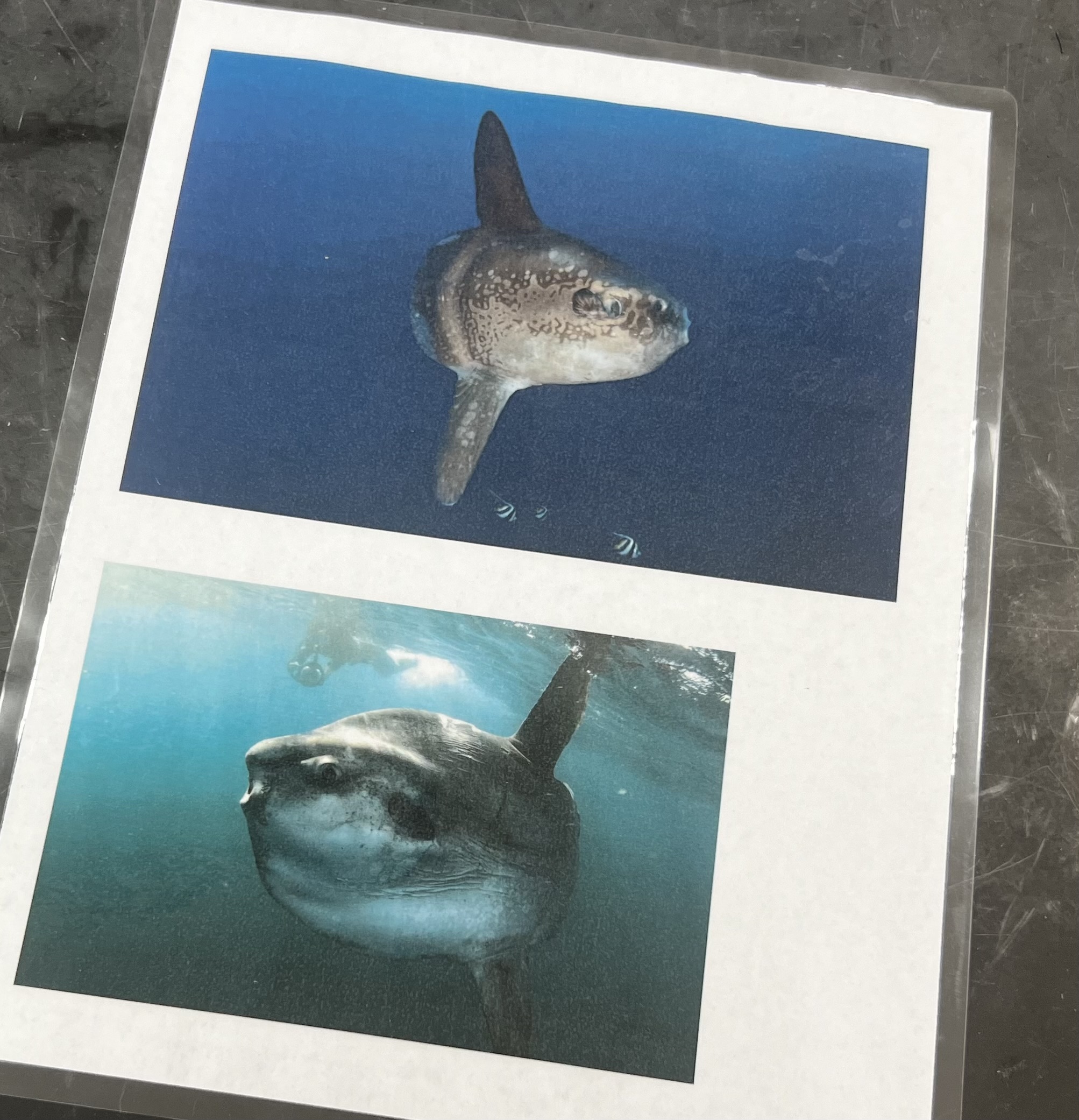 <p>name the superclass, class, order, and common name of this organism</p>