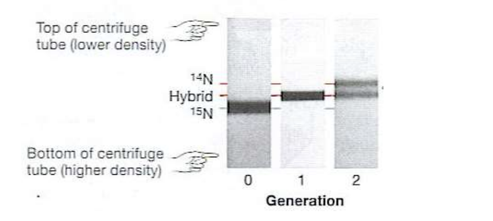 <p>meselson-stahl experiment results</p>