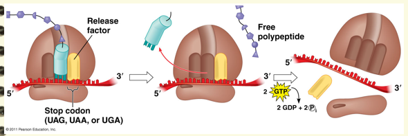 <p>When any of the stop codons are in the A site, there is no tRNA for these codons. These stop codons are recognized by release factors, proteins that bind to the codon and trigger the release of the polypeptide from the tRNA. The tRNA is released and the small and large subunits dissociate.</p>