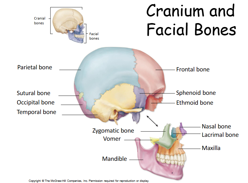<p>There are 8 cranial bones: Frontal, Parietal (paired), Temporal (paired), Occipital, Ethmoid, and Sphenoid. </p>