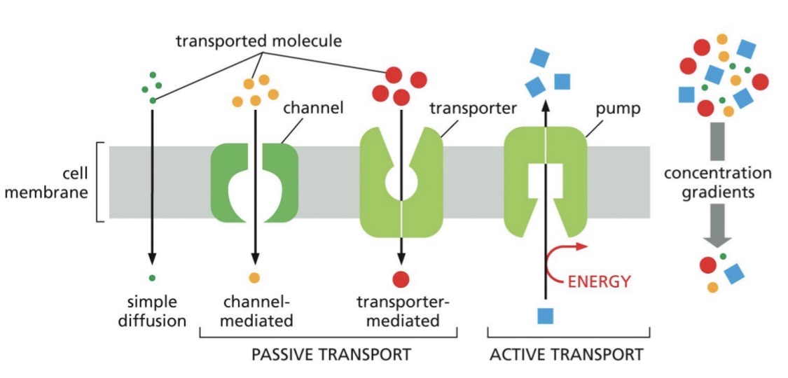 <p><span style="color: yellow;">Passive: down concentration gradient (electrochemical gradient if charged)</span></p><ul><li><p>simple diffusion</p></li><li><p>channel-mediated</p></li><li><p>transporter-mediated</p></li></ul><p><span style="color: yellow;">Active transport: against gradient</span></p><ul><li><p>needs energy</p></li></ul><p></p>