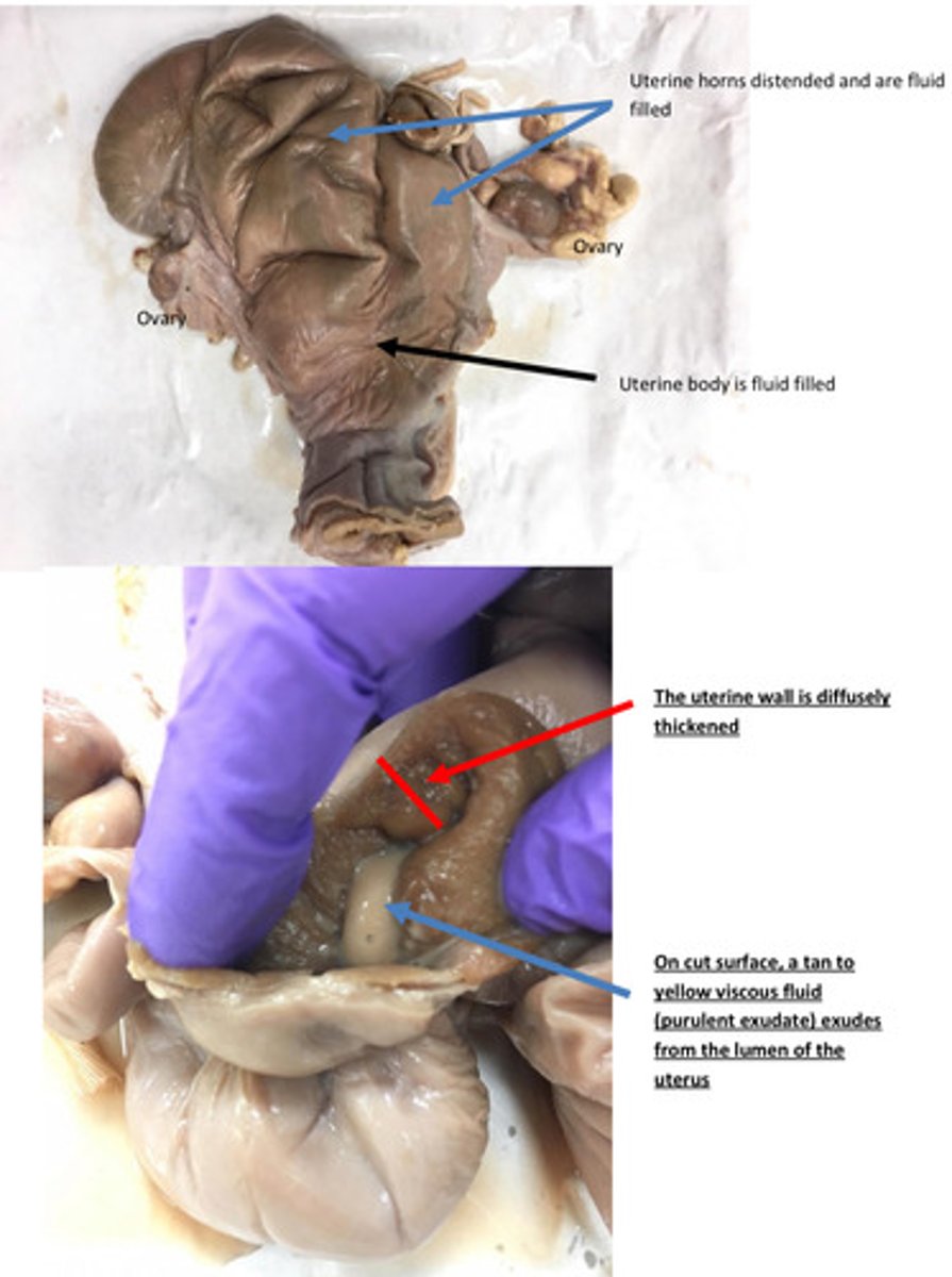 <p>What is material within the lumen of uterus?</p>
