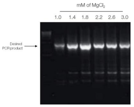 <p>-<span style="font-size: 7pt; font-family: "Times New Roman";">&nbsp;&nbsp;&nbsp;&nbsp;&nbsp;&nbsp;&nbsp;&nbsp;&nbsp; </span><span style="font-family: "Times New Roman", serif;">Buffer components</span></p><p class="MsoListParagraphCxSpMiddle">o<span style="font-size: 7pt; font-family: "Times New Roman";">&nbsp;&nbsp; </span><span style="font-family: "Times New Roman", serif;">Supports the polymerase enzyme</span></p><p class="MsoListParagraphCxSpMiddle">o<span style="font-size: 7pt; font-family: "Times New Roman";">&nbsp;&nbsp; </span><span style="font-family: "Times New Roman", serif;">Includes salts</span></p><p class="MsoListParagraphCxSpMiddle">§<span style="font-size: 7pt; font-family: "Times New Roman";">&nbsp; </span><span style="font-family: "Times New Roman", serif;">Salts in buffer affect denaturing and annealing temperatures and polymerase activity</span></p><p class="MsoListParagraphCxSpMiddle">§<span style="font-size: 7pt; font-family: "Times New Roman";">&nbsp; </span><span style="font-family: "Times New Roman", serif;">Stabilizes DNA (<em>harder to denature during PCR)</em></span><br><span style="font-family: "Times New Roman", serif;"><strong>Increasing salt...</strong></span></p><p class="MsoListParagraphCxSpMiddle"><strong>·</strong><span style="font-size: 7pt; font-family: "Times New Roman";"><strong>&nbsp;&nbsp;&nbsp;&nbsp;&nbsp;&nbsp; </strong></span><span style="font-family: "Times New Roman", serif;"><strong>Slows denaturation of long DNA products</strong></span></p><p class="MsoListParagraphCxSpMiddle"><strong>o</strong><span style="font-size: 7pt; font-family: "Times New Roman";"><strong>&nbsp;&nbsp; </strong></span><span style="font-family: "Times New Roman", serif;"><strong>Can lead to long non-specific products</strong></span></p><p class="MsoListParagraphCxSpMiddle"><strong>·</strong><span style="font-size: 7pt; font-family: "Times New Roman";"><strong>&nbsp;&nbsp;&nbsp;&nbsp;&nbsp;&nbsp; </strong></span><span style="font-family: "Times New Roman", serif;"><strong>Preferential amplification of short products</strong></span></p><p class="MsoListParagraphCxSpMiddle">o<span style="font-size: 7pt; font-family: "Times New Roman";">&nbsp;&nbsp; </span><span style="font-family: "Times New Roman", serif;">May or may not include MgCl2</span></p><p class="MsoListParagraphCxSpMiddle">§<span style="font-size: 7pt; font-family: "Times New Roman";">&nbsp; </span><span style="font-family: "Times New Roman", serif;"><strong>Too little magnesium</strong></span></p><p class="MsoListParagraphCxSpMiddle"><strong>·</strong><span style="font-size: 7pt; font-family: "Times New Roman";"><strong>&nbsp;&nbsp;&nbsp;&nbsp;&nbsp;&nbsp; </strong></span><span style="font-family: "Times New Roman", serif;"><strong>Lowers enzyme efficiency</strong></span></p><p class="MsoListParagraphCxSpMiddle"><strong>·</strong><span style="font-size: 7pt; font-family: "Times New Roman";"><strong>&nbsp;&nbsp;&nbsp;&nbsp;&nbsp;&nbsp; </strong></span><span style="font-family: "Times New Roman", serif;"><strong>Low yield of PCR product</strong></span></p><p class="MsoListParagraphCxSpMiddle"><strong>§</strong><span style="font-size: 7pt; font-family: "Times New Roman";"><strong>&nbsp; </strong></span><span style="font-family: "Times New Roman", serif;"><strong>Too much magnesium</strong></span></p><p class="MsoListParagraphCxSpMiddle"><strong>·</strong><span style="font-size: 7pt; font-family: "Times New Roman";"><strong>&nbsp;&nbsp;&nbsp;&nbsp;&nbsp;&nbsp; </strong></span><span style="font-family: "Times New Roman", serif;"><strong>Promotes misincorporation (wrong bases, errors introduced)</strong></span></p><p class="MsoListParagraphCxSpMiddle"><strong>·</strong><span style="font-size: 7pt; font-family: "Times New Roman";"><strong>&nbsp;&nbsp;&nbsp;&nbsp;&nbsp;&nbsp; </strong></span><span style="font-family: "Times New Roman", serif;"><strong>More non-specific products</strong></span></p><p class="MsoListParagraphCxSpMiddle"><strong>§</strong><span style="font-size: 7pt; font-family: "Times New Roman";"><strong>&nbsp; </strong></span><span style="font-family: "Times New Roman", serif;"><strong>If you need high fidelity, stay on low end of Mg conc.</strong></span></p><p class="MsoListParagraphCxSpLast"><strong>§</strong><span style="font-size: 7pt; font-family: "Times New Roman";"><strong>&nbsp; </strong></span><span style="font-family: "Times New Roman", serif;"><strong>If you aren’t getting product, increase Mg</strong></span></p><p class="MsoNormal">(the image Shows how Magnesium concentration affects the product)</p><p class="MsoListParagraphCxSpFirst">o<span style="font-size: 7pt; font-family: "Times New Roman";">&nbsp;&nbsp; </span><span style="font-family: "Times New Roman", serif;">Chelators</span></p><p class="MsoListParagraphCxSpMiddle">§<span style="font-size: 7pt; font-family: "Times New Roman";">&nbsp; </span><span style="font-family: "Times New Roman", serif;">EDTA can chelate the magnesium (holding it and prevents it from being used in reaction)</span></p><p class="MsoListParagraphCxSpMiddle">·<span style="font-size: 7pt; font-family: "Times New Roman";">&nbsp;&nbsp;&nbsp;&nbsp;&nbsp;&nbsp; </span><span style="font-family: "Times New Roman", serif;">If EDTA present, may need to increase magnesium in reaction (because it can lower the amount of magnesium)</span></p><p class="MsoListParagraphCxSpMiddle">·<span style="font-size: 7pt; font-family: "Times New Roman";">&nbsp;&nbsp;&nbsp;&nbsp;&nbsp;&nbsp; </span><span style="font-family: "Times New Roman", serif;">EDTA used to support DNA (keeps it safe)</span></p><p class="MsoListParagraphCxSpMiddle">o<span style="font-size: 7pt; font-family: "Times New Roman";">&nbsp;&nbsp; </span><span style="font-family: "Times New Roman", serif;">Other potential buffer components</span></p><p class="MsoListParagraphCxSpMiddle">§<span style="font-size: 7pt; font-family: "Times New Roman";">&nbsp; </span><span style="font-family: "Times New Roman", serif;">BSA = general protein, enzyme stabilizer</span></p><p class="MsoListParagraphCxSpMiddle">§<span style="font-size: 7pt; font-family: "Times New Roman";">&nbsp; </span><span style="font-family: "Times New Roman", serif;">DTT = reducing agent, enhances enzyme (to a point) (enhances to make it easier to denature)</span></p><p class="MsoListParagraphCxSpMiddle">§<span style="font-size: 7pt; font-family: "Times New Roman";">&nbsp; </span><span style="font-family: "Times New Roman", serif;">Formamide = denaturant, lowers denaturing temp</span></p><p class="MsoListParagraphCxSpMiddle">·<span style="font-size: 7pt; font-family: "Times New Roman";">&nbsp;&nbsp;&nbsp;&nbsp;&nbsp;&nbsp; </span><span style="font-family: "Times New Roman", serif;">Used with high secondary structure (GC rich DNA)</span></p><p class="MsoListParagraphCxSpMiddle">§<span style="font-size: 7pt; font-family: "Times New Roman";">&nbsp; </span><span style="font-family: "Times New Roman", serif;">Other co-solvents</span></p><p class="MsoListParagraphCxSpMiddle">·<span style="font-size: 7pt; font-family: "Times New Roman";">&nbsp;&nbsp;&nbsp;&nbsp;&nbsp;&nbsp; </span><span style="font-family: "Times New Roman", serif;">TX-100, glycerol, and DMSO = reduce secondary structure</span></p><p class="MsoListParagraphCxSpMiddle">·<span style="font-size: 7pt; font-family: "Times New Roman";">&nbsp;&nbsp;&nbsp;&nbsp;&nbsp;&nbsp; </span><span style="font-family: "Times New Roman", serif;">Used for GC rich templates</span></p><p class="MsoListParagraphCxSpMiddle">-<span style="font-size: 7pt; font-family: "Times New Roman";">&nbsp;&nbsp;&nbsp;&nbsp;&nbsp;&nbsp;&nbsp;&nbsp;&nbsp; </span><span style="font-family: "Times New Roman", serif;">PCR additives</span></p><p class="MsoListParagraphCxSpMiddle">-<span style="font-size: 7pt; font-family: "Times New Roman";">&nbsp;&nbsp;&nbsp;&nbsp;&nbsp;&nbsp;&nbsp;&nbsp;&nbsp; </span><span style="font-family: "Times New Roman", serif;">Primer concentrations</span></p><p class="MsoListParagraphCxSpMiddle">o<span style="font-size: 7pt; font-family: "Times New Roman";">&nbsp;&nbsp;<strong> </strong></span><span style="font-family: "Times New Roman", serif;"><strong>Too high of primer concentrations encourages mis-priming</strong></span></p><p class="MsoListParagraphCxSpMiddle"><strong>§</strong><span style="font-size: 7pt; font-family: "Times New Roman";"><strong>&nbsp; </strong></span><span style="font-family: "Times New Roman", serif;"><strong>More non-specific products</strong></span></p><p class="MsoListParagraphCxSpMiddle"><strong>§</strong><span style="font-size: 7pt; font-family: "Times New Roman";"><strong>&nbsp; </strong></span><span style="font-family: "Times New Roman", serif;"><strong>More primer dimer</strong></span></p><p class="MsoListParagraphCxSpMiddle"><strong>o</strong><span style="font-size: 7pt; font-family: "Times New Roman";"><strong>&nbsp;&nbsp; </strong></span><span style="font-family: "Times New Roman", serif;"><strong>Long reactions may need more primers to prevent exhaustion of reagents</strong></span></p><p class="MsoListParagraphCxSpMiddle"><strong>o</strong><span style="font-size: 7pt; font-family: "Times New Roman";"><strong>&nbsp;&nbsp; </strong></span><span style="font-family: "Times New Roman", serif;"><strong>Fewer primers = more specific product</strong></span></p><p class="MsoListParagraphCxSpMiddle">-<span style="font-size: 7pt; font-family: "Times New Roman";">&nbsp;&nbsp;&nbsp;&nbsp;&nbsp;&nbsp;&nbsp;&nbsp;&nbsp; </span><span style="font-family: "Times New Roman", serif;">DNA template</span></p><p class="MsoListParagraphCxSpMiddle">o<span style="font-size: 7pt; font-family: "Times New Roman";">&nbsp;&nbsp; </span><span style="font-family: "Times New Roman", serif;"><strong>Too little template = little to no product, more primer dimer</strong></span></p><p class="MsoListParagraphCxSpMiddle"><strong>o</strong><span style="font-size: 7pt; font-family: "Times New Roman";"><strong>&nbsp;&nbsp; </strong></span><span style="font-family: "Times New Roman", serif;"><strong>Low (but not too low) template = increases specificity</strong></span></p><p class="MsoListParagraphCxSpMiddle"><strong>o</strong><span style="font-size: 7pt; font-family: "Times New Roman";"><strong>&nbsp;&nbsp; </strong></span><span style="font-family: "Times New Roman", serif;"><strong>Too much template = mis-priming, non-specific products</strong></span></p><p class="MsoListParagraphCxSpMiddle">-<span style="font-size: 7pt; font-family: "Times New Roman";">&nbsp;&nbsp;&nbsp;&nbsp;&nbsp;&nbsp;&nbsp;&nbsp;&nbsp; </span><span style="font-family: "Times New Roman", serif;">Taq polymerase (not the go to in optimization)</span></p><p class="MsoListParagraphCxSpLast">o<span style="font-size: 7pt; font-family: "Times New Roman";">&nbsp;&nbsp; </span><span style="font-family: "Times New Roman", serif;">Keep on ice</span></p>