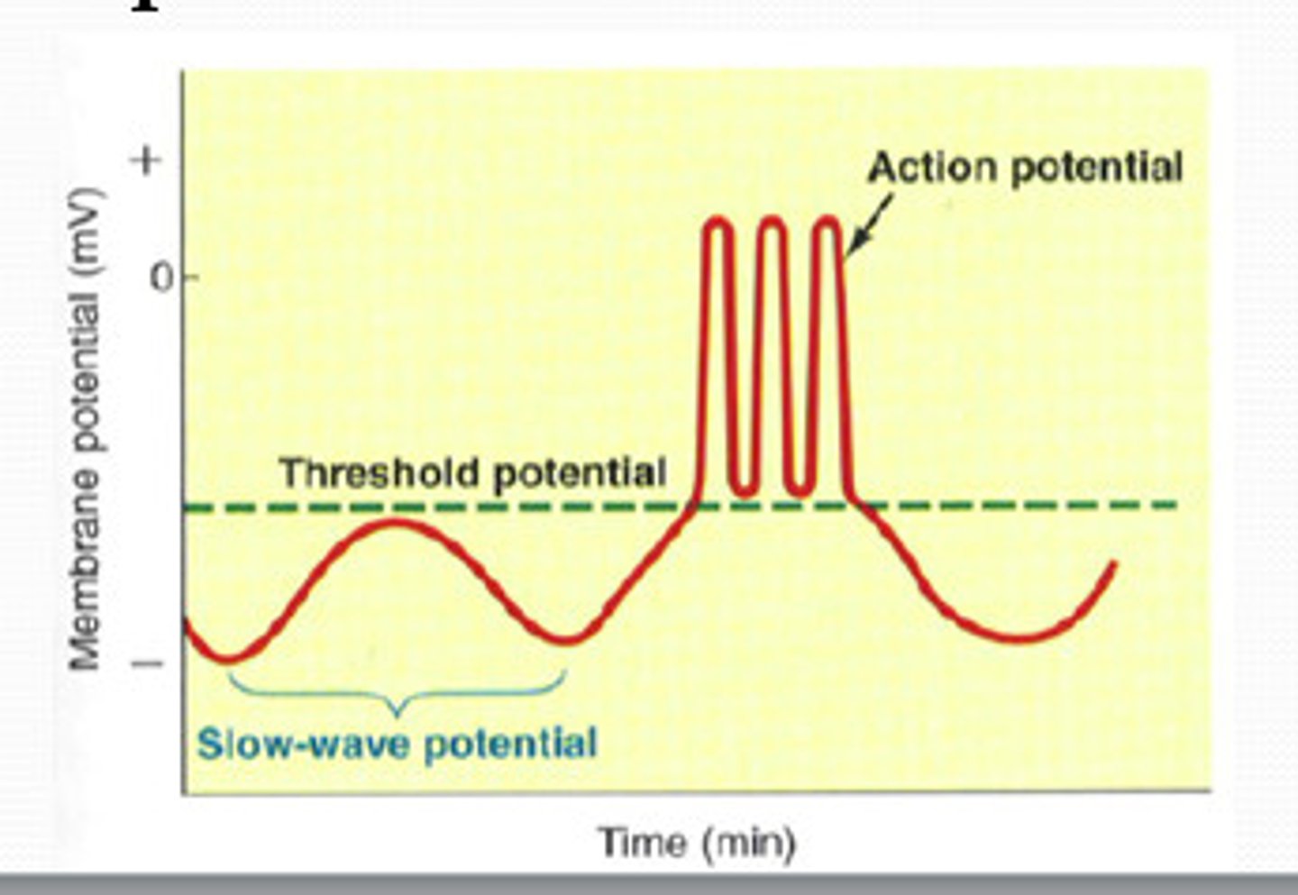<p>basic electrical rhythm of GI tract, spontaneous, rhythmic cycles of depolarization and repolarization</p>