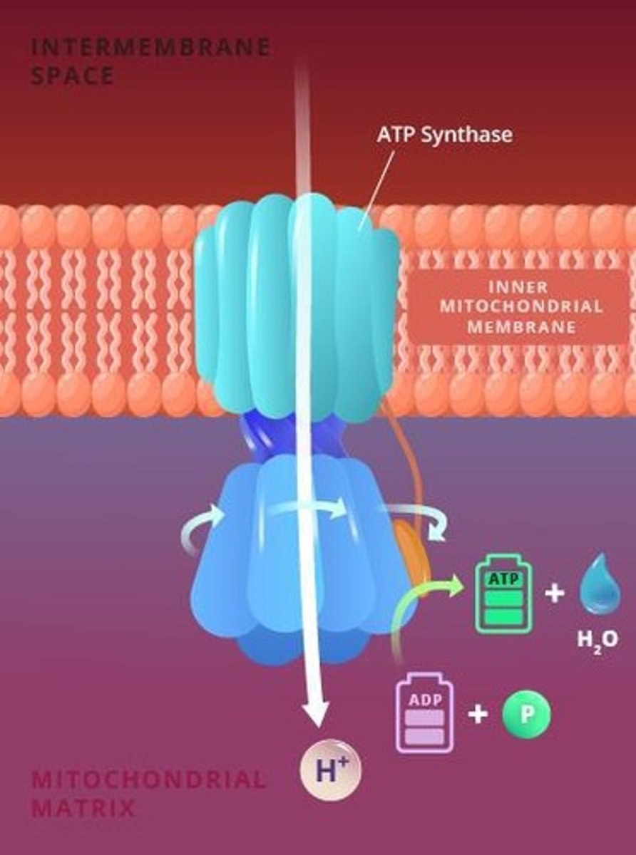 <p>ATP production via electron transfer and H+ gradient.</p>