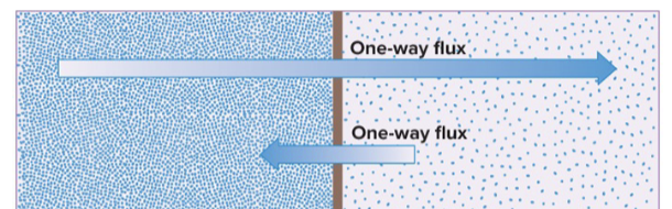 <p>What is a one-way flux? Explain</p>
