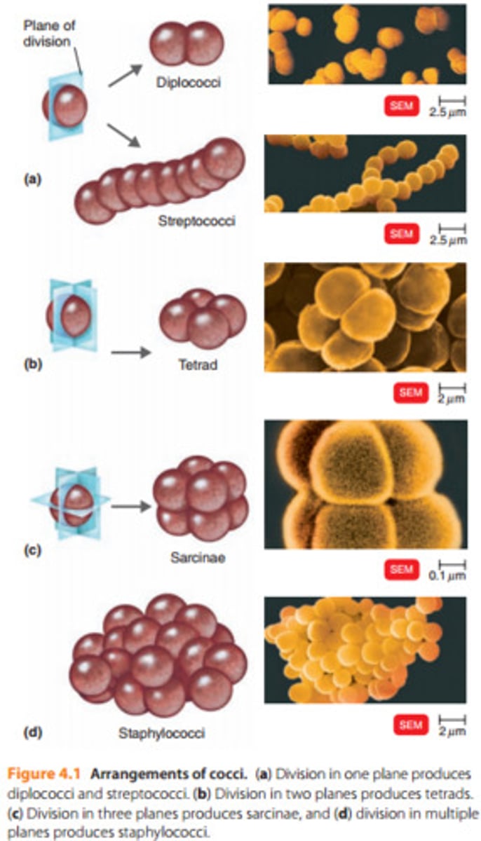 <p>Single, diplococcus, staphylococcus, tetrad, streptococcus, sarcina</p>