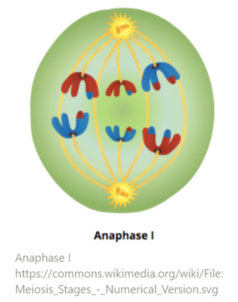 <p>anaphase I</p>