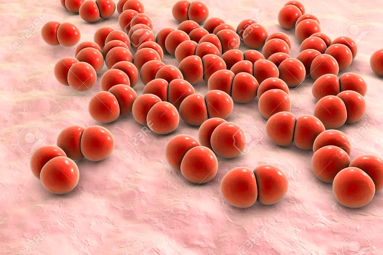 What is this pathogenic bacteria