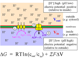 <p>Created during electron transport for ATP synthesis.</p>